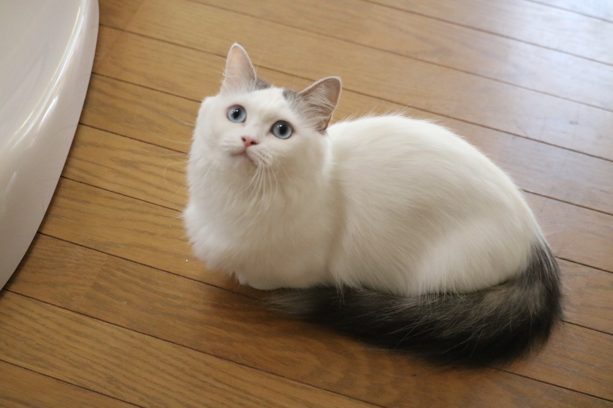 ねこむすびのマンチカンたち | マンチカン専門キャッテリー猫結/Nekomusubi