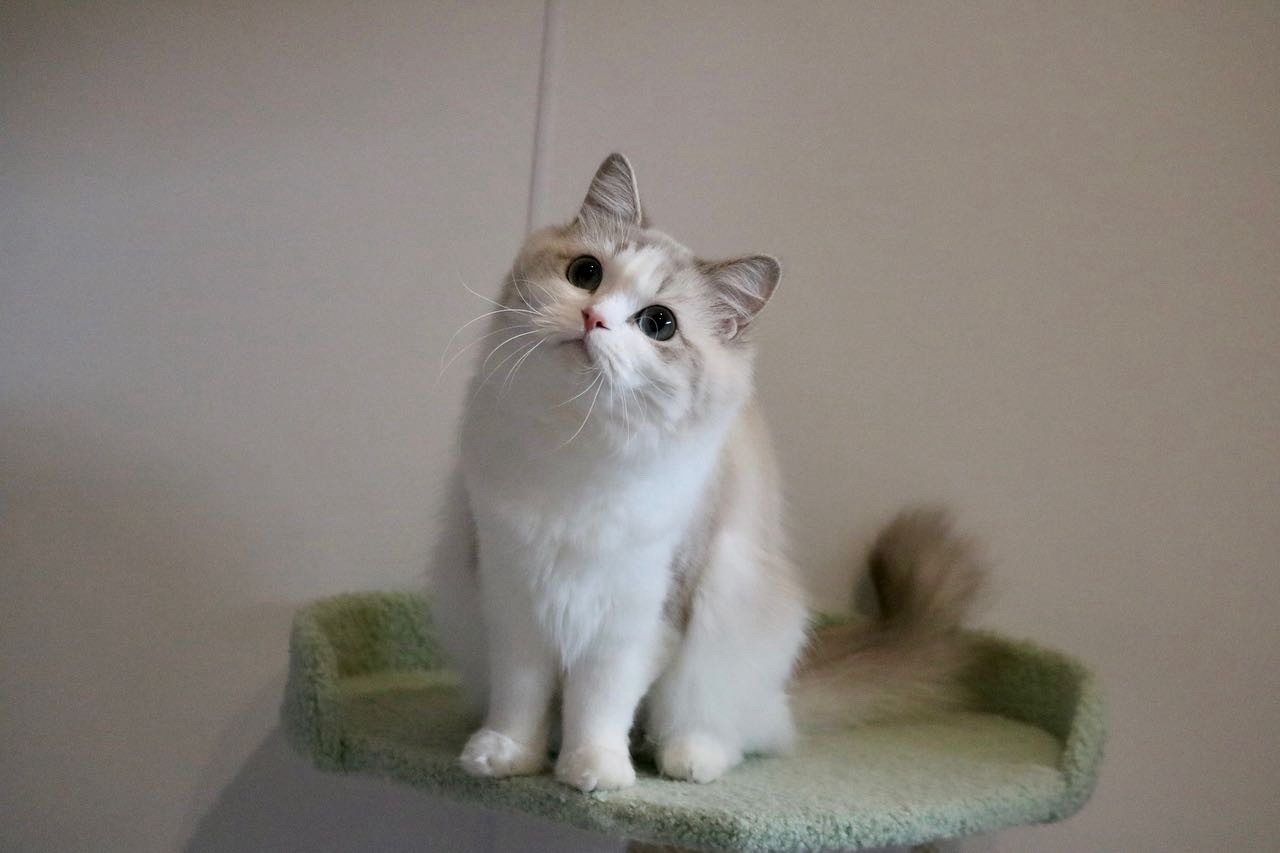 ねこむすびのマンチカンたち | マンチカン専門キャッテリー猫結