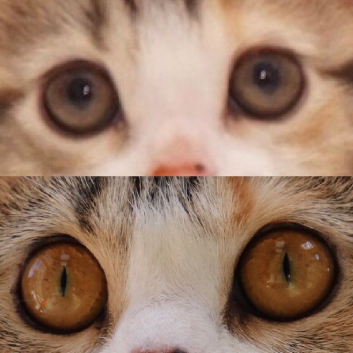 猫の目の色の変化 マンチカン専門キャッテリー猫結 Nekomusubi