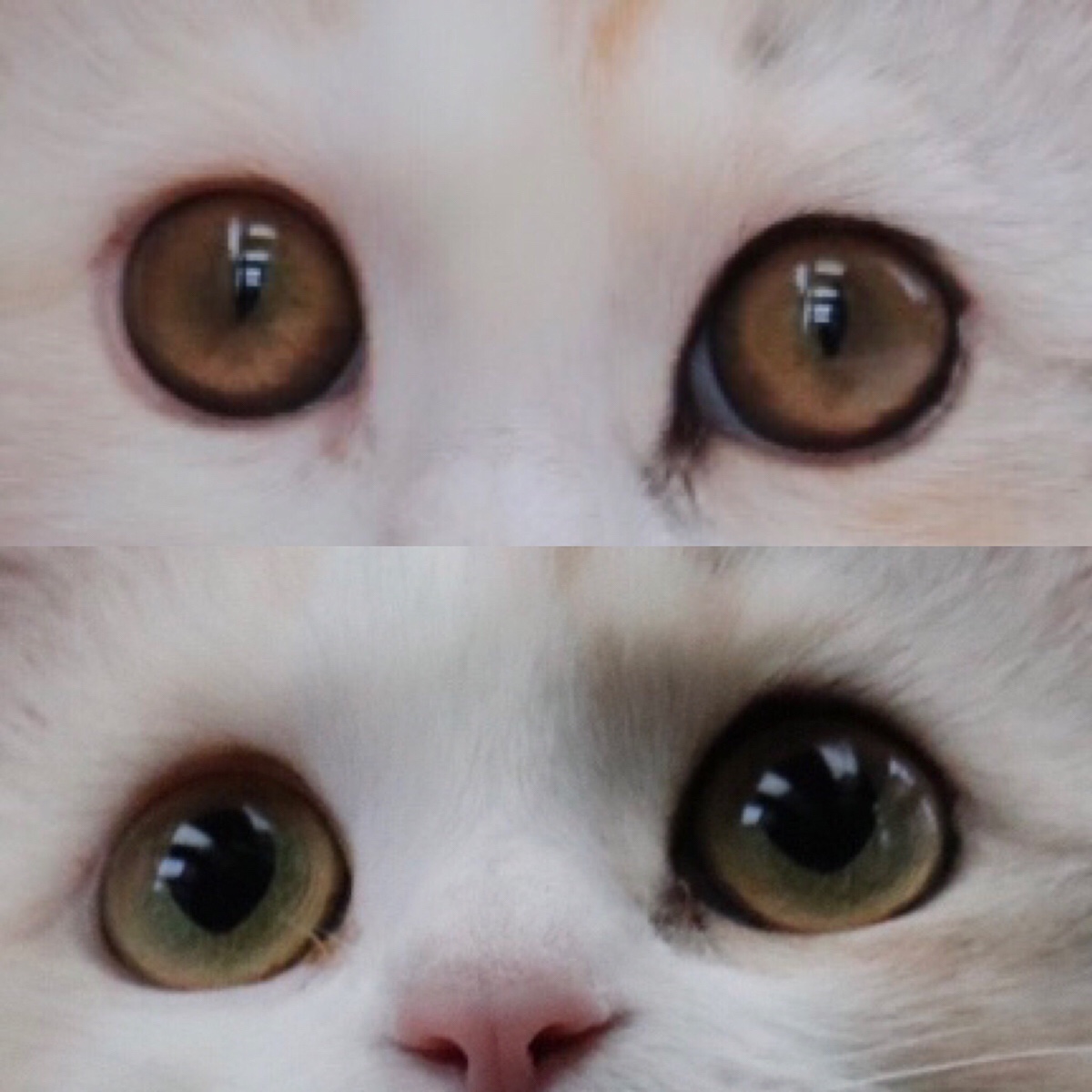 猫の目の色の変化 マンチカン専門キャッテリー猫結 Nekomusubi