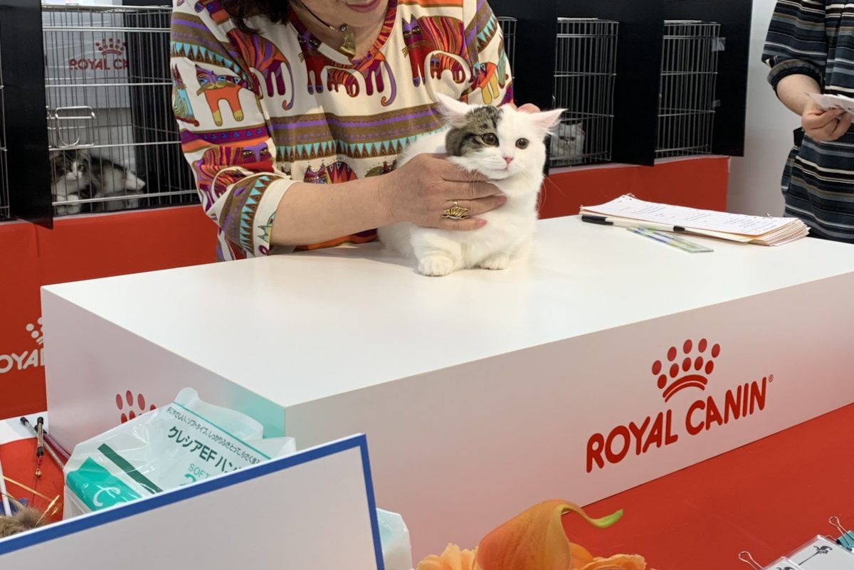 ロイヤルカナン TICA CFA JAPAN CAT SHOW TOKYO  マンチカン専門 